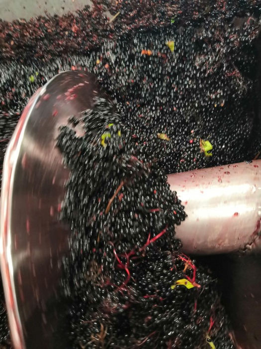 Mashed fruits :: botesz.hu